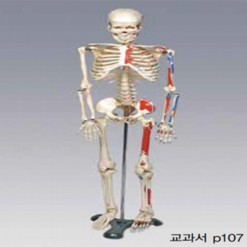 인체골결모형(중형-칼라有)