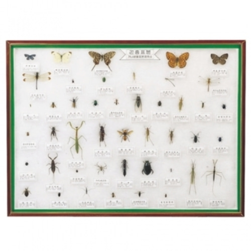 [과학교구]곤충표본45종