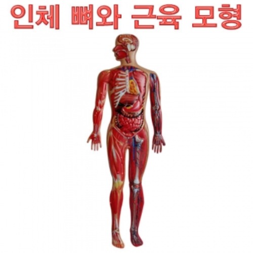 인체 뼈와 근육모형