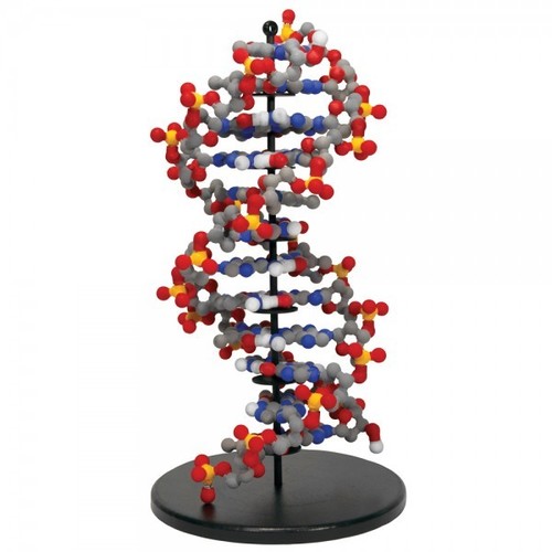 Dynamic DNA Model