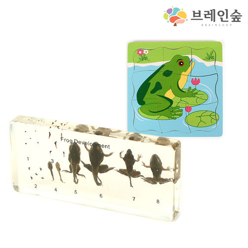 생태성장 교육세트2 - 개구리
