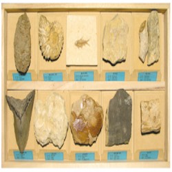 [과학교구]화석표본3