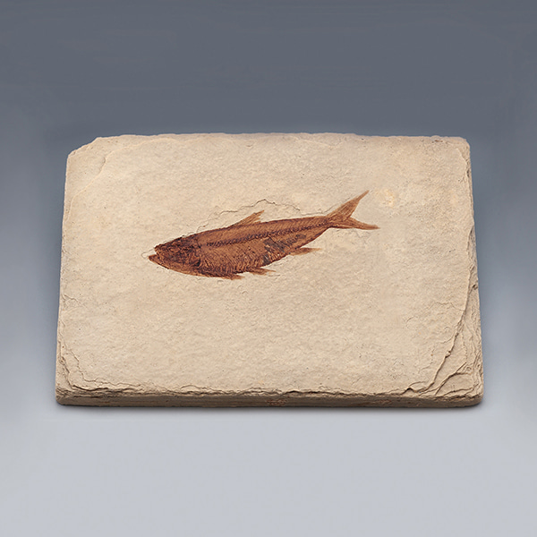 물고기화석(BonyFish,와이오밍,전시용화석)
