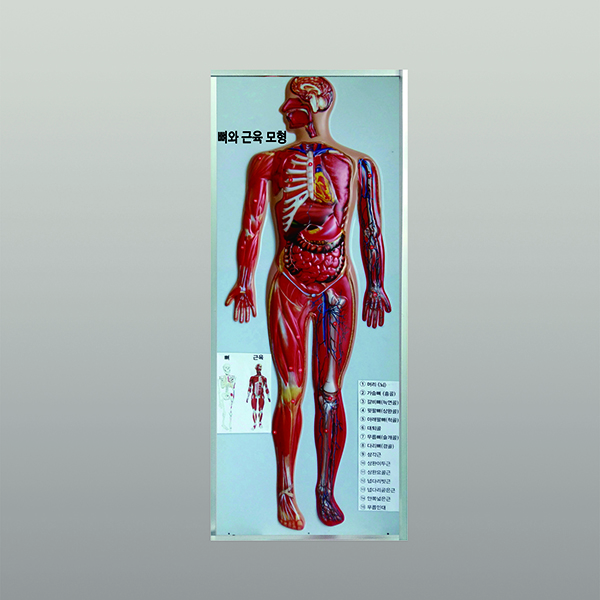 인체뼈와근육모형(새교과서용)