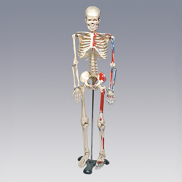 인체골격모형(중형,칼라有)