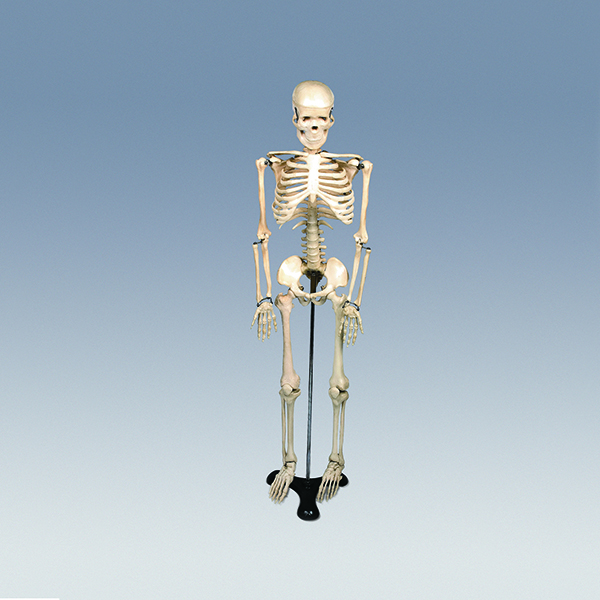 인체골격모형(중형,칼라無)