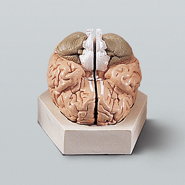 뇌의구조모형(기본형)A형
