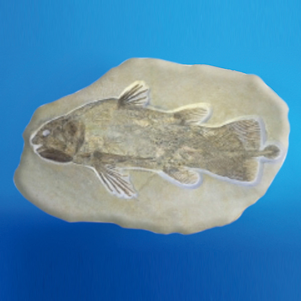 물고기화석모형(보관케이스포함)
