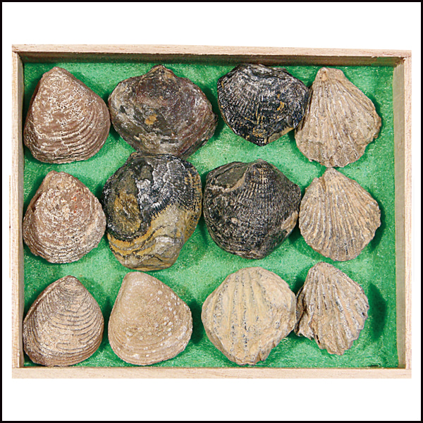 조개화석12종세트