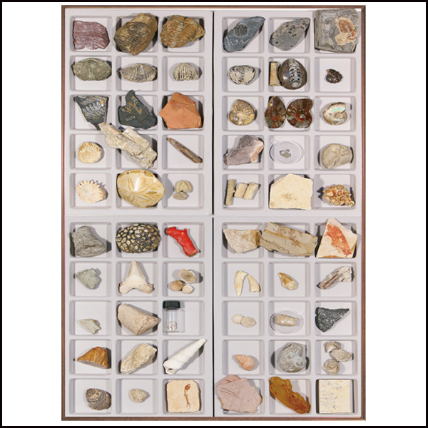 연구용화석(60종)