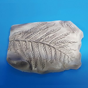 고사리화석모형(보관케이스포함)