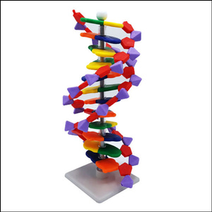 DNA 모형세트(분해조립식)-12염기쌍