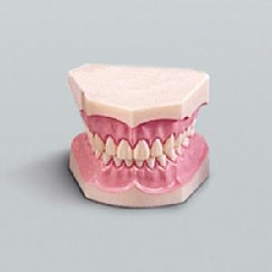 [과학교구]치아모형