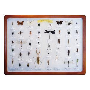 곤충표본40종