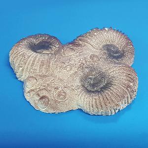 암모나이트화석모형(보관케이스포함)