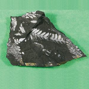 고사리화석(고급형)