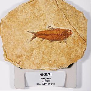 전시용화석(물고기)