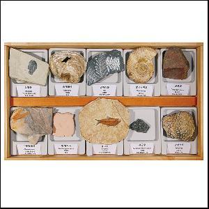 전시용화석(10종)