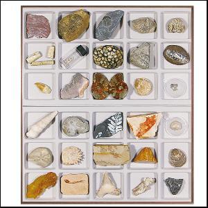 연구용화석(30종)